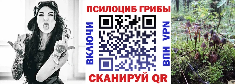 Псилоцибиновые грибы Psilocybe Голицыно